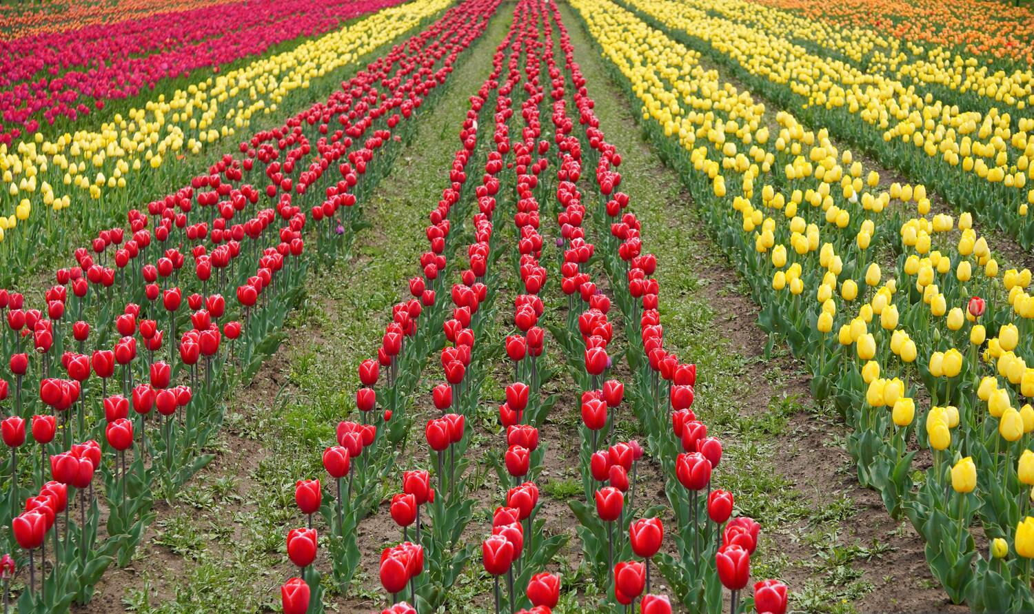 Tulip garden srinagar
