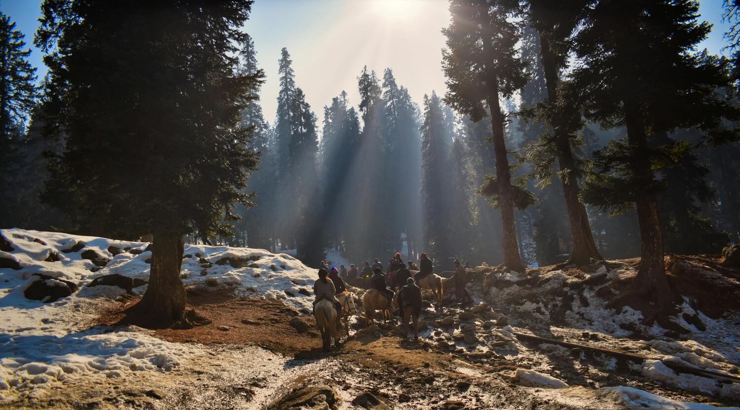 people riding horses in forest