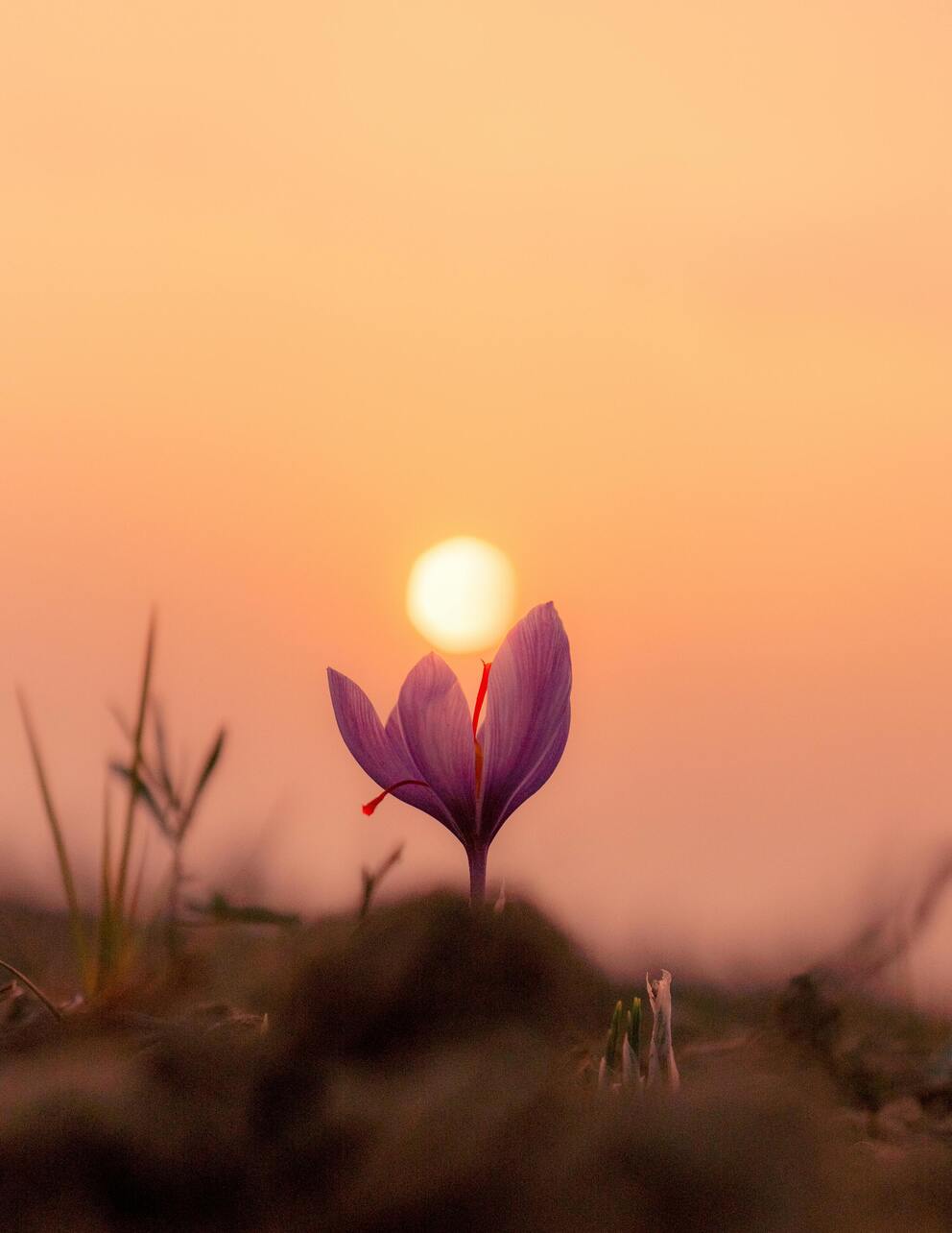 saffron kashmir
