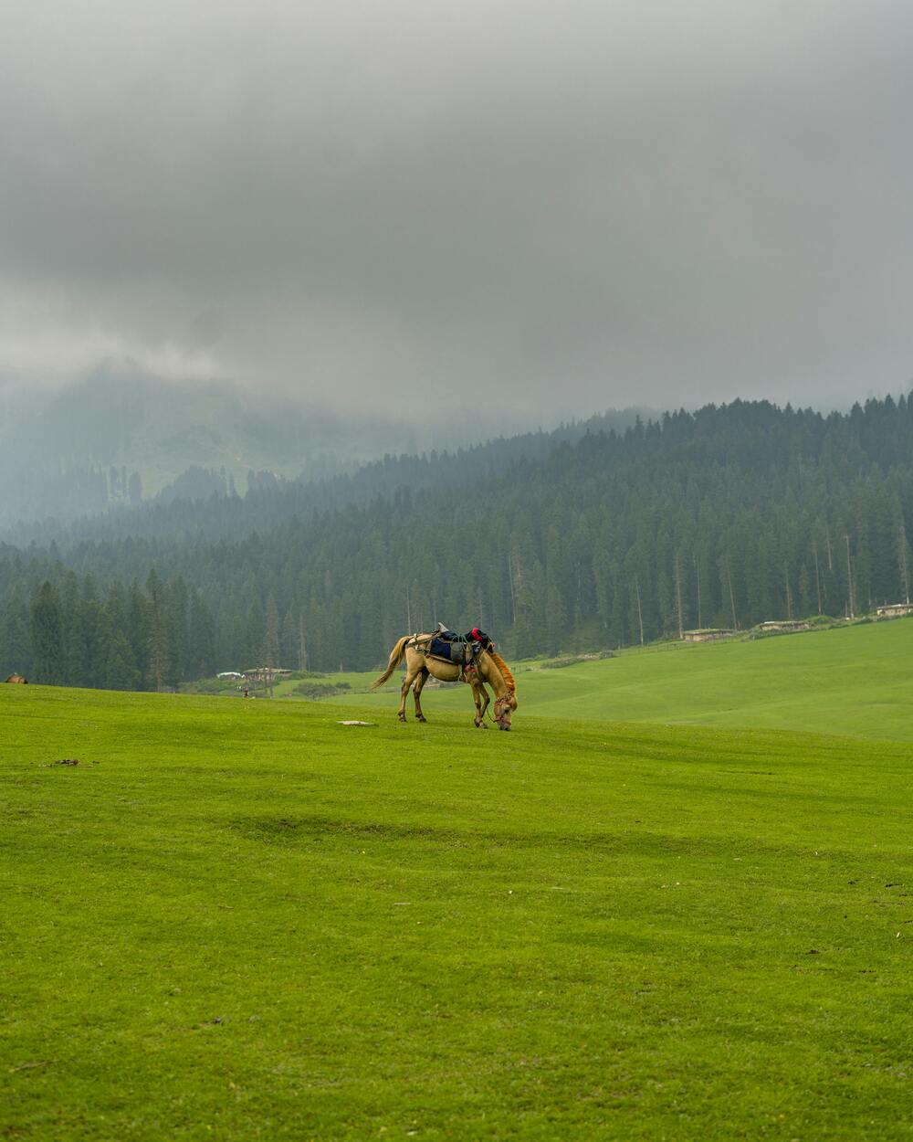 budgam fields (kashmir)