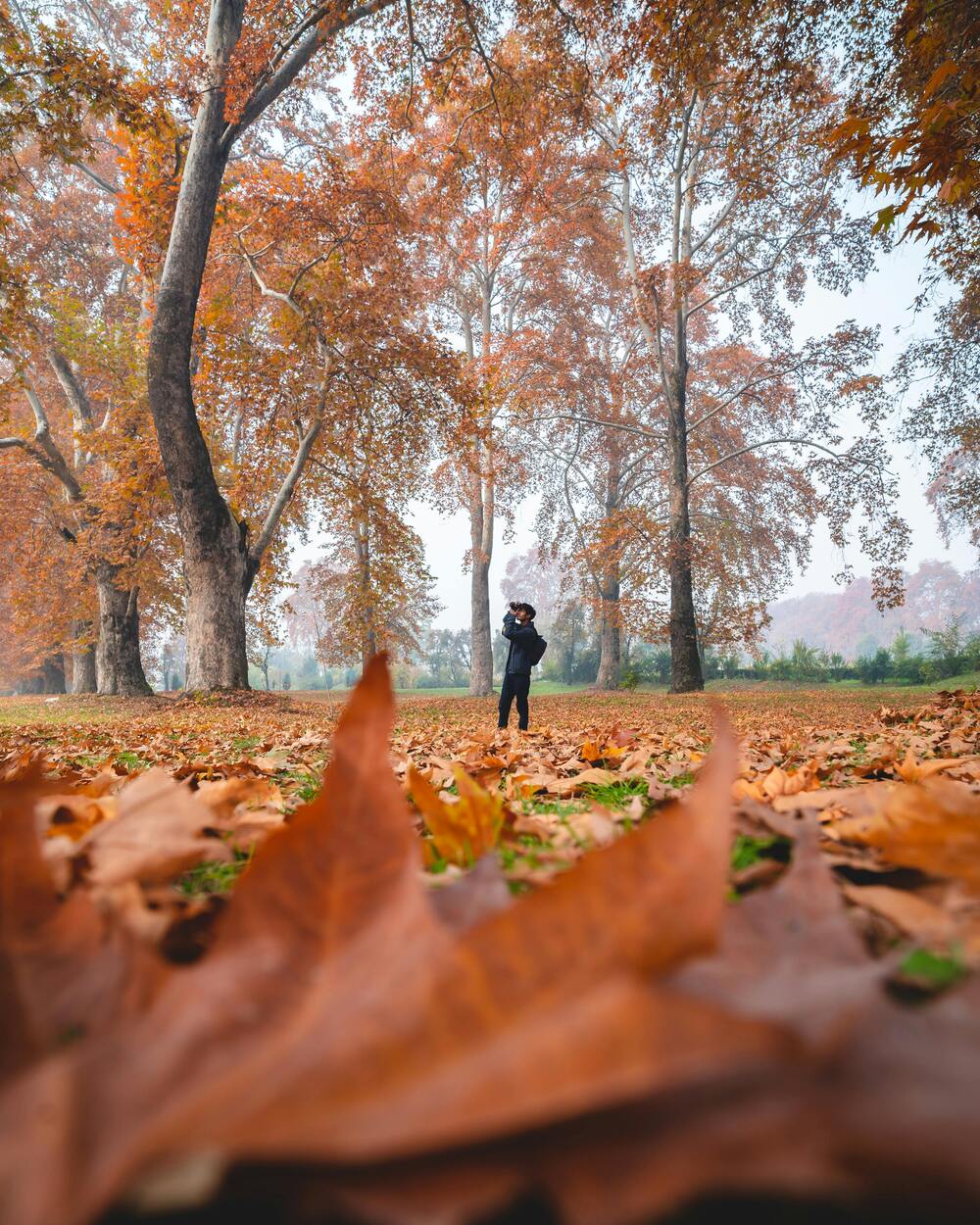 autumn in srinagar kashmir