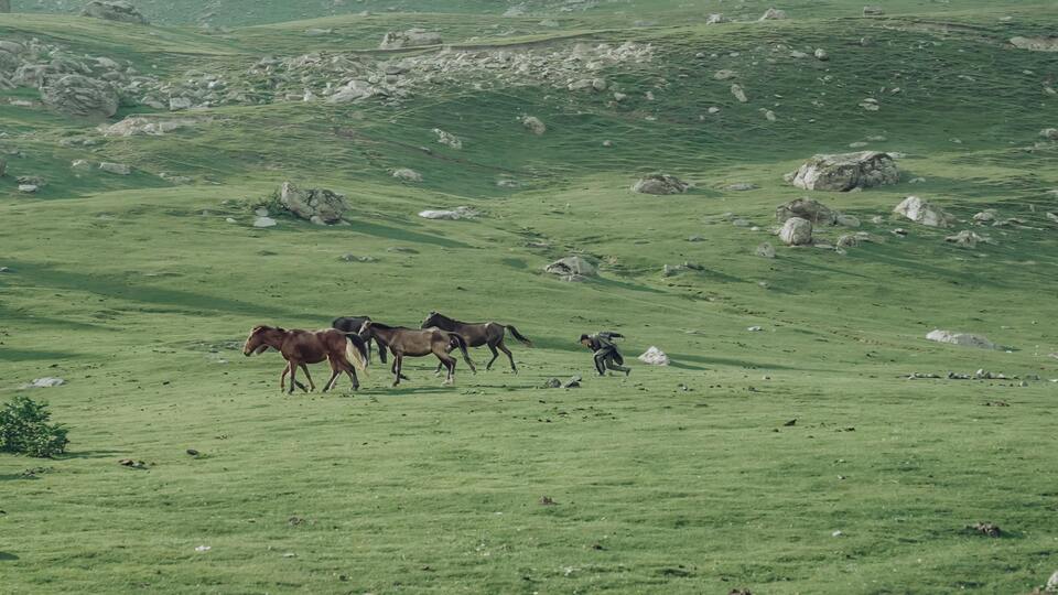 photo of horses running