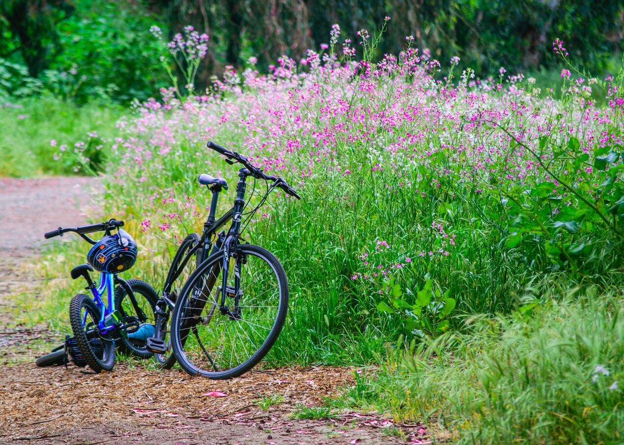 cycles parked at beautiful garden in kashmir